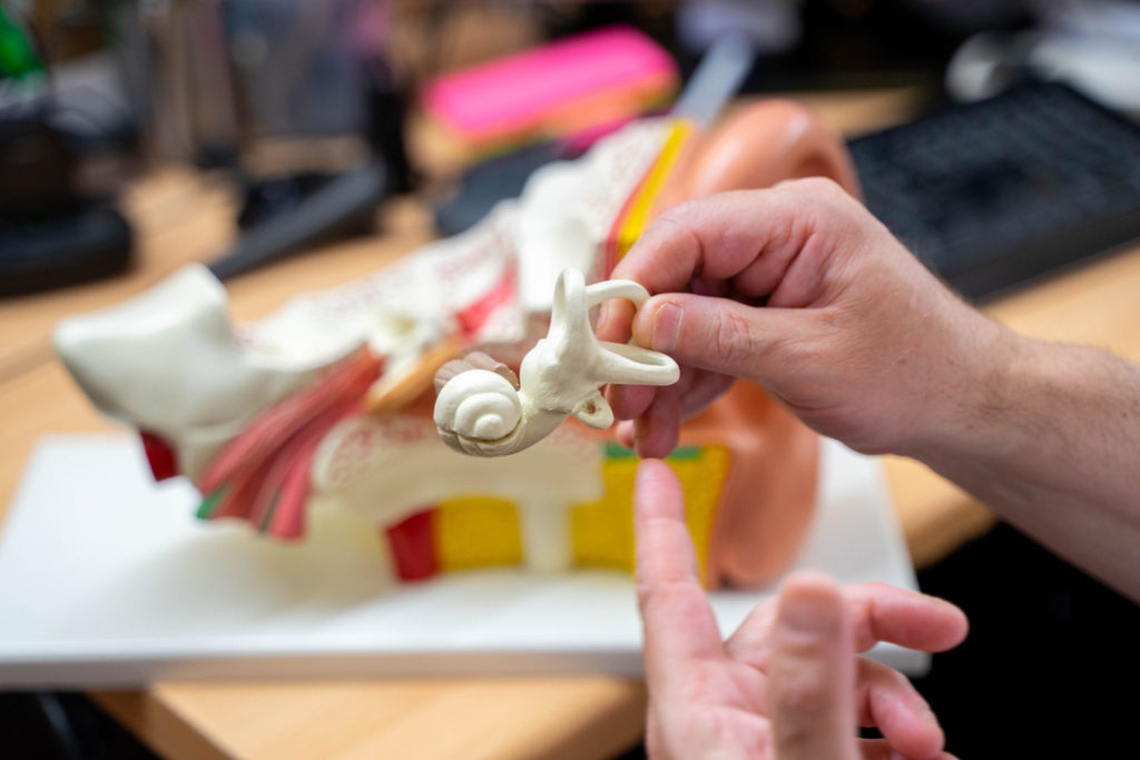 Model of inner ear canal before a hearing test takes place at Nathan Gluck Hearing Care 